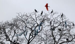 Read more about the article Mais de 500 espécies de aves estarão em risco de extinção em 100 anos