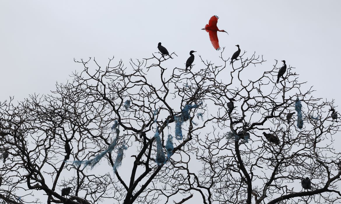 You are currently viewing Mais de 500 espécies de aves estarão em risco de extinção em 100 anos