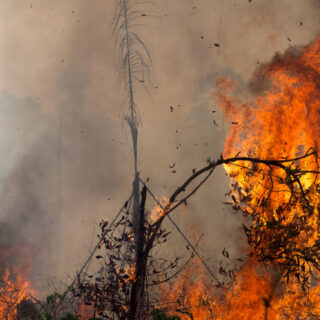MP do Amazonas anuncia força-tarefa contra desmatamento e incêndios
