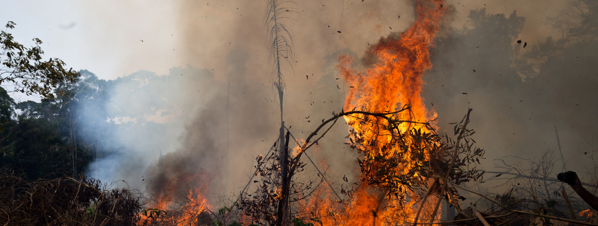You are currently viewing MP do Amazonas anuncia força-tarefa contra desmatamento e incêndios