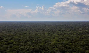 Read more about the article Organizações sociais propõem plano para investimentos na Amazônia