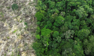 Leia mais sobre o artigo Pesquisa mede impacto de mudanças do clima e desmatamento na Amazônia