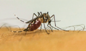 Leia mais sobre o artigo Vírus da chikungunya afeta crianças e adolescentes e deixa sequelas