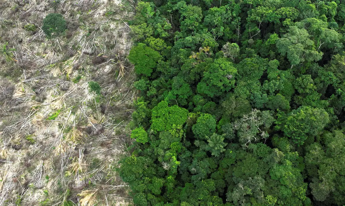 No momento, você está visualizando Em 40 anos, Amazônia perdeu área de vegetação do tamanho da França