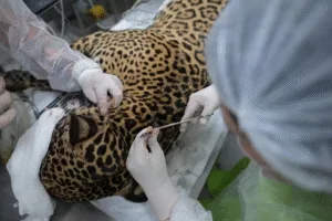 Leia mais sobre o artigo Onça resgatada nadando no Rio Negro foi baleada com tiro de espingarda na cabeça
