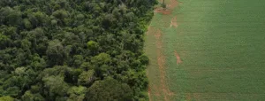 Leia mais sobre o artigo Estados da Amazônia falham em consultar comunidades sobre créditos de carbono