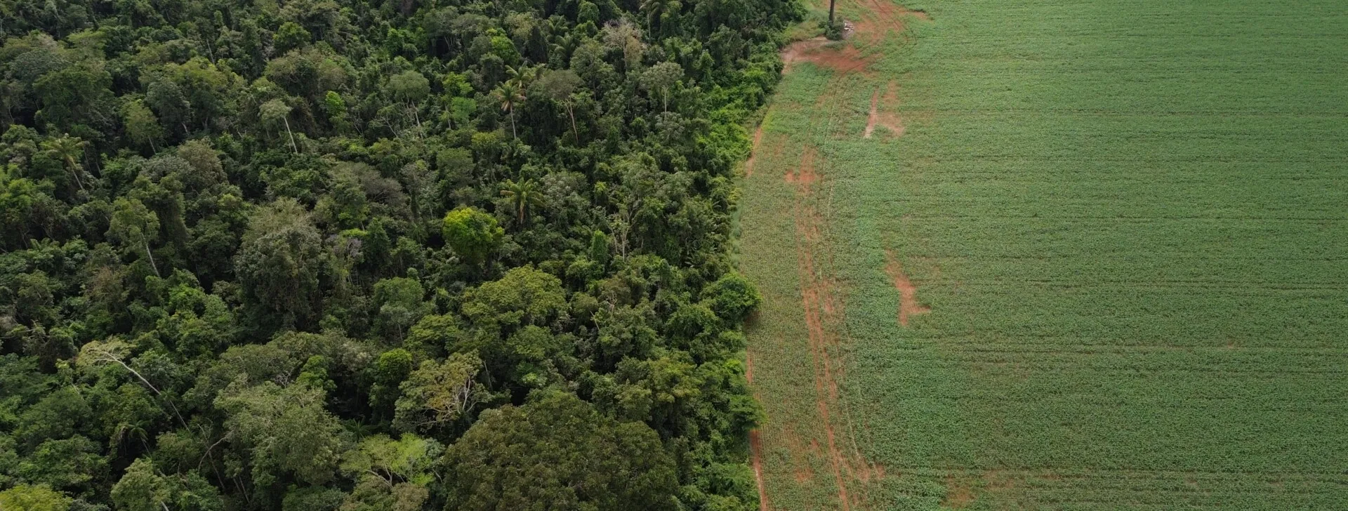 No momento, você está visualizando Estados da Amazônia falham em consultar comunidades sobre créditos de carbono
