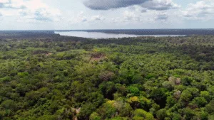 Leia mais sobre o artigo MPF pede suspensão imediata de projeto de carbono em unidades de conservação no Amazonas