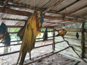 Leia mais sobre o artigo Suspeito é preso com 13 carcaças de araras ameaçadas de extinção em área desmatada na BR-174, no AM