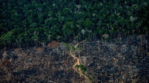 Leia mais sobre o artigo Desmatamento da Amazônia causa perdas bilionárias à economia brasileira, diz estudo
