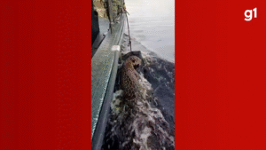 Leia mais sobre o artigo Antes e depois: fotos mostram recuperação de onça um mês após ser resgatada à deriva no Rio Negro