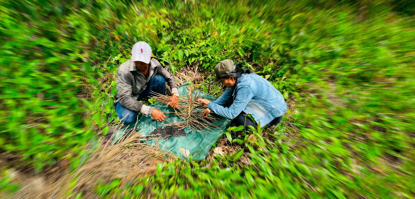 No momento, você está visualizando Extrativistas da Amazônia enfrentam barreiras para acessar recursos de fundos