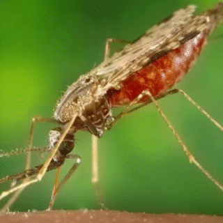 Autoridades do Brasil e Peru discutem cooperação para eliminar malária em cidade da tríplice fronteira no AM