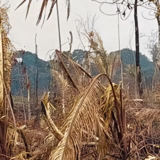 Justiça condena homem por desmatamento ilegal equivalente a 636 campos de futebol no interior do AM