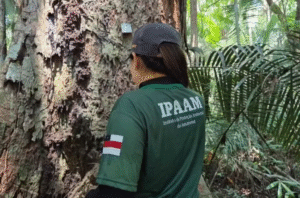 Leia mais sobre o artigo Período do Defeso Florestal começa no Amazonas nesta quinta-feira (15); entenda o que é