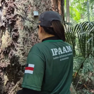 Período do Defeso Florestal começa no Amazonas nesta quinta-feira (15); entenda o que é