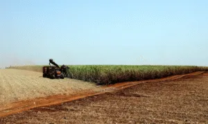 Leia mais sobre o artigo IBGE prevê safra recorde de 346 milhões de toneladas em 2025