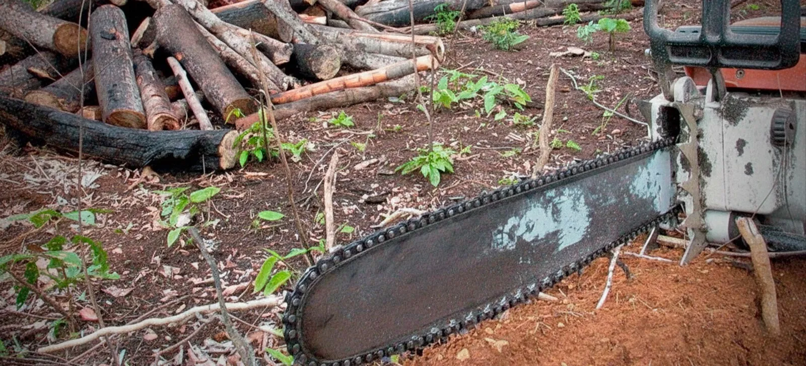 No momento, você está visualizando ONGs alertam Supremo sobre risco de aumento do desmatamento em anos eleitorais