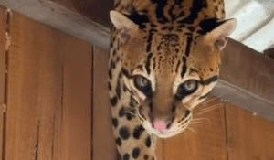 Leia mais sobre o artigo Jaguatirica é vista em casa flutuante após temporal no interior do Amazonas