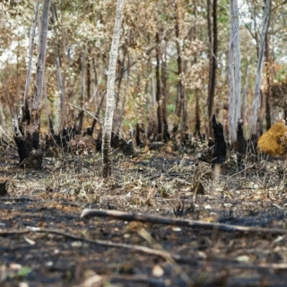 Amazônia deixa de agir como floresta tropical em áreas mais desmatadas