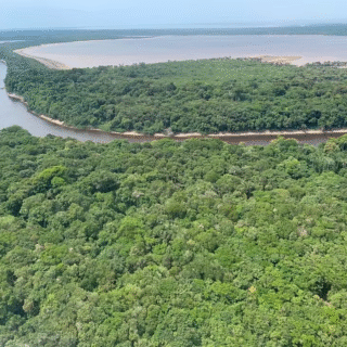 Nova lei de licenciamento ambiental ameaça Unidades de Conservação e a biodiversidade no AM, apontam especialistas