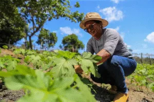 Leia mais sobre o artigo Projeto de capacitação em agricultura familiar é levado a produtores rurais de Iranduba e Rio Preto da Eva
