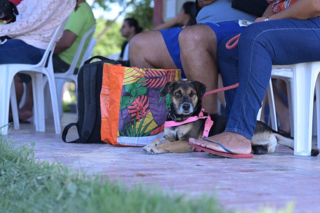 No momento, você está visualizando Sepet divulga datas de agendamento presencial para o Castramóvel no Shopping ViaNorte