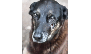 Leia mais sobre o artigo Adolescentes suspeitos de matar o cão Orelha voltam ao Brasil