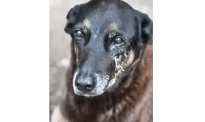 Leia mais sobre o artigo Adolescentes suspeitos de matar o cão Orelha voltam ao Brasil