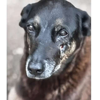 Adolescentes suspeitos de matar o cão Orelha voltam ao Brasil