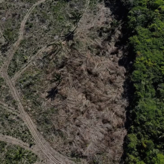 Amazonas é o 2º estado que mais explora madeira na Amazônia, aponta estudo