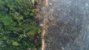 Leia mais sobre o artigo Amazonas concentra 18% das áreas sob risco de desmatamento na Amazônia previsto para 2026, aponta PrevisIA