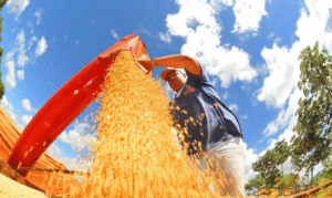 Leia mais sobre o artigo Produção de grãos pode chegar a 353,4 milhões de toneladas