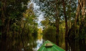 Leia mais sobre o artigo Áreas úmidas do AM sofrem pressão de hidrelétricas, garimpo e desmatamento, diz estudo