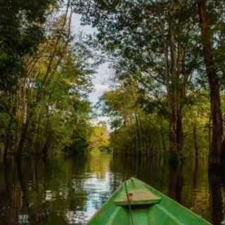 Áreas úmidas do AM sofrem pressão de hidrelétricas, garimpo e desmatamento, diz estudo