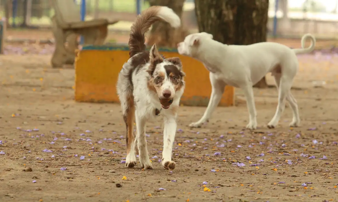 No momento, você está visualizando Exposição a multidões no carnaval traz riscos à saúde dos animais