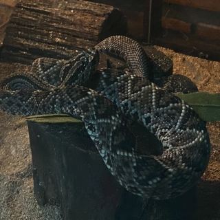 Cobras, aranhas e escorpiões: veja bairros de Manaus que mais tiveram ataques de animais peçonhentos em 2025