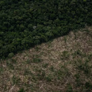 Amazonas segue entre estados que mais desmatam, apesar da queda histórica na Amazônia