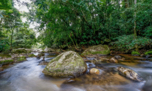 Leia mais sobre o artigo Plano busca fortalecer Sistema Nacional do Meio Ambiente até 2036