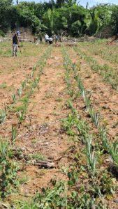 Leia mais sobre o artigo Idam conclui o plantio de 9,25 mil mudas de abacaxi em Unidade Demonstrativa de Humaitá