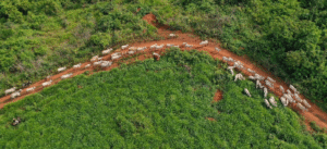 Leia mais sobre o artigo Falhas na cadeia da carne facilitam venda de gado de áreas desmatadas
