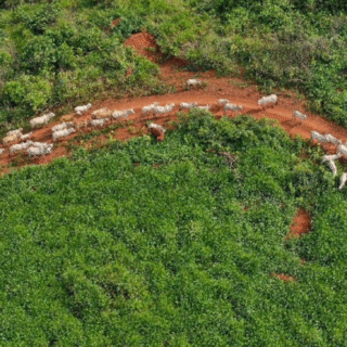 Falhas na cadeia da carne facilitam venda de gado de áreas desmatadas