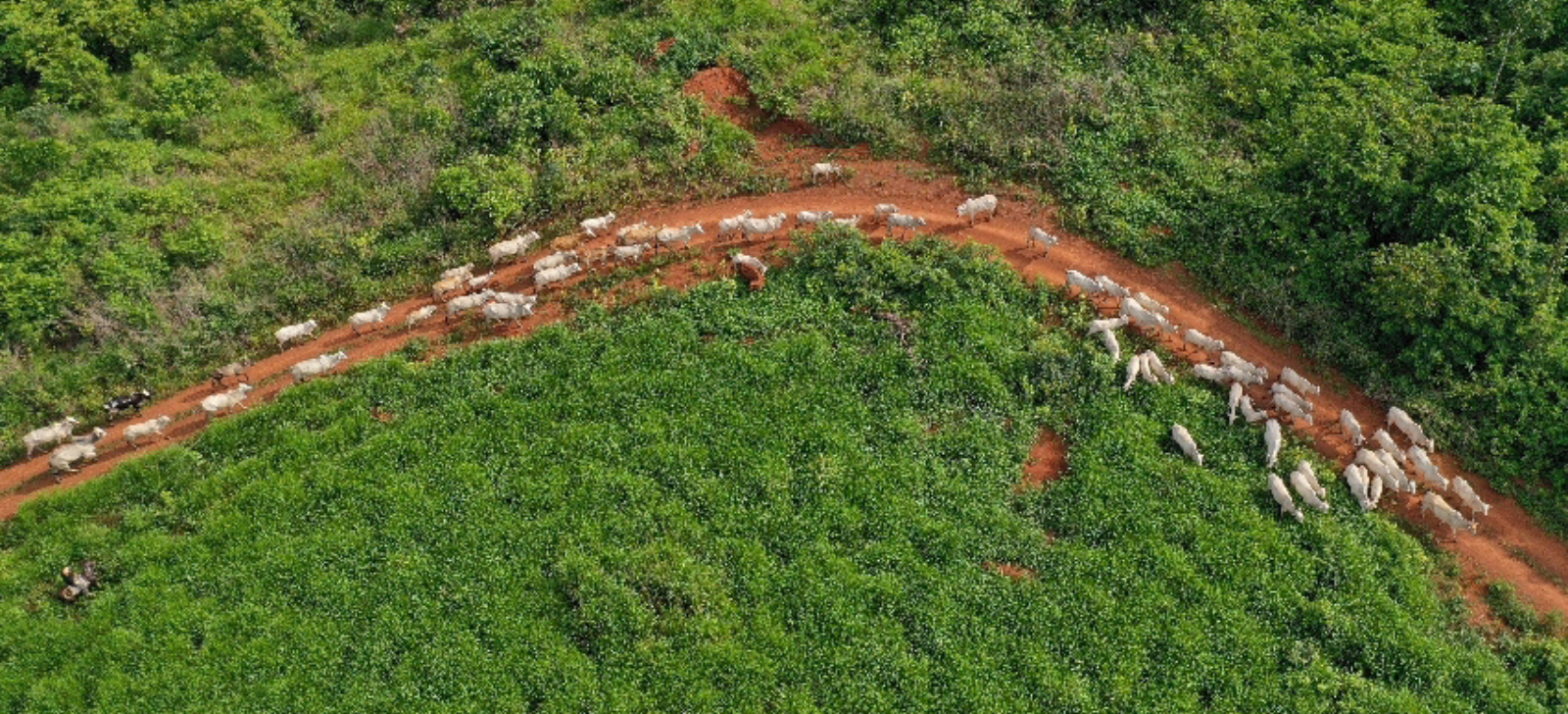 No momento, você está visualizando Falhas na cadeia da carne facilitam venda de gado de áreas desmatadas
