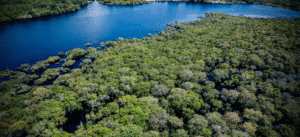 Leia mais sobre o artigo Amazônia tem menor desmatamento dos últimos sete anos no semestre