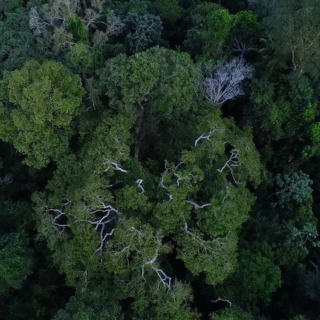 Política de cooperação com municípios reduz incêndios na Amazônia