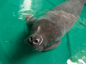 Leia mais sobre o artigo Pequeno Gigante: Filhote de peixe-boi é salvo por pescador no interior do Amazonas