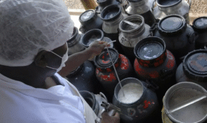 Leia mais sobre o artigo Cooperativas de Leite da Agricultura Familiar ganham reforço no Capital de Giro via Pronaf