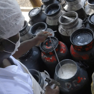 Cooperativas de Leite da Agricultura Familiar ganham reforço no Capital de Giro via Pronaf