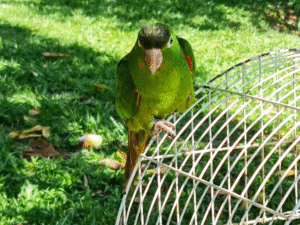 Leia mais sobre o artigo Apreensões revelam que criação ilegal de pássaros ainda é comum no Amazonas