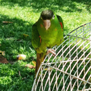 Apreensões revelam que criação ilegal de pássaros ainda é comum no Amazonas